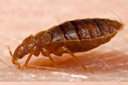 Bed Bug Sucking